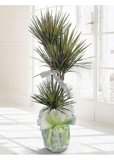 Dracena Marginata Saksı Çiçeği