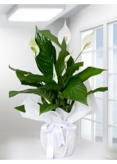 Spathiphyllum Barış Saksı Çiçeği