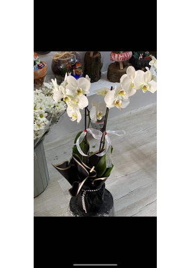 2 DALLI ORKİDE